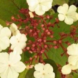 Viburnum sargentii 'Onondaga'
