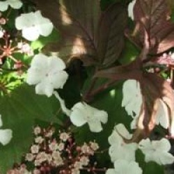 Viburnum sargentii 'Onondaga'