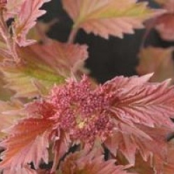 Viburnum sargentii 'Onondaga'