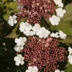 Viburnum sargentii 'Onondaga'