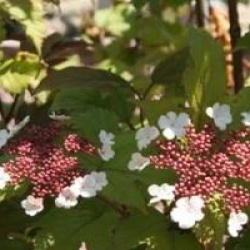 Viburnum sargentii 'Onondaga'