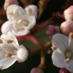 Viburnum tinus 'Eve Price'
