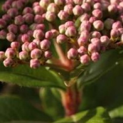 Viburnum tinus 'Eve Price'