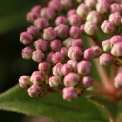 Viburnum tinus 'Eve Price'