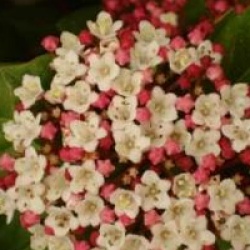 Viburnum tinus 'Gwenllian'