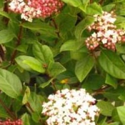 Viburnum tinus 'Gwenllian'