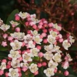 Viburnum tinus 'Gwenllian'