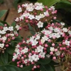 Viburnum tinus 'Gwenllian'