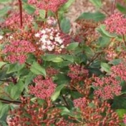 Viburnum tinus 'Gwenllian'