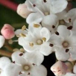 Viburnum tinus 'Gwenllian'