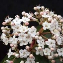 Viburnum tinus 'Gwenllian'