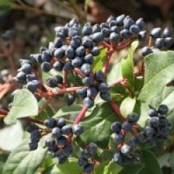 Viburnum tinus 'Gwenllian'