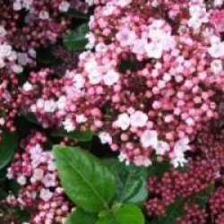 Laurier-tin Lisarose