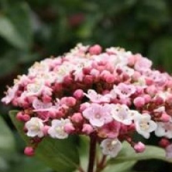 Viburnum tinus 'Lisarose'