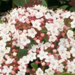 Viburnum tinus 'Lisarose'