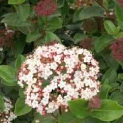 Viburnum tinus 'Lisarose'