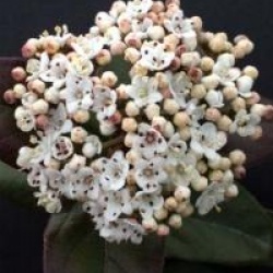 Viburnum tinus 'Purpureum'