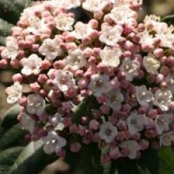 Viburnum tinus 'Purpureum'