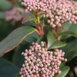 Viburnum tinus 'Purpureum'
