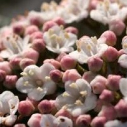 Viburnum tinus 'Purpureum'