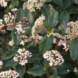 Viburnum tinus 'Purpureum'