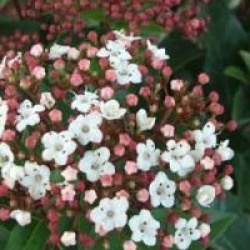 Viburnum tinus Spirit - Laurier-tin Spirit