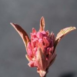 Viburnum x bodnantense 'Charles Lamont'