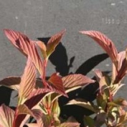 Viburnum x bodnantense 'Charles Lamont'