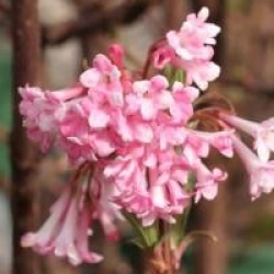 Viburnum x bodnantense 'Charles Lamont' - Viorne Charles Lamont