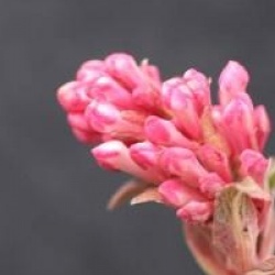 Viburnum x bodnantense 'Charles Lamont'