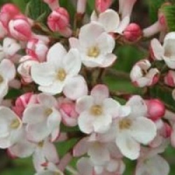 Viburnum x burkwoodii 'Mohawk' - Viorne Mohawk