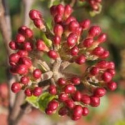 Viburnum x burkwoodii 'Mohawk'
