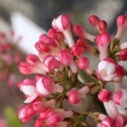 Viburnum x burkwoodii 'Mohawk'
