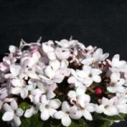 Viburnum x burkwoodii 'Mohawk'