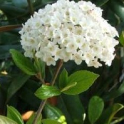 Viburnum x burkwoodii - Viorne burkwoodii