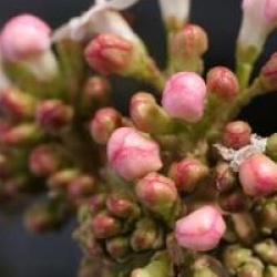 Viburnum x burkwoodii
