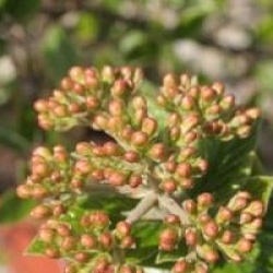 Viburnum x burkwoodii