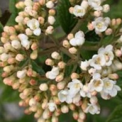 Viburnum x burkwoodii