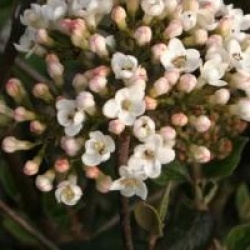 Viburnum x burkwoodii
