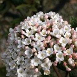 Viburnum x burkwoodii