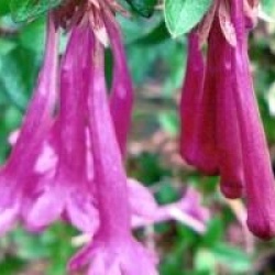 Abelia floribunda