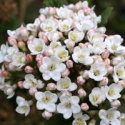 Viburnum x burkwoodii