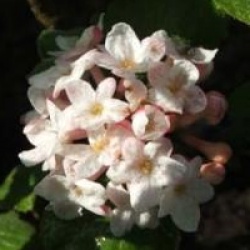 Viburnum x carlcephalum