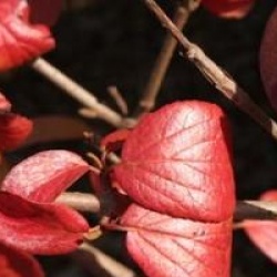 Viburnum x carlcephalum