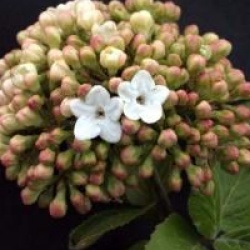 Viburnum x carlcephalum