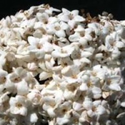 Viburnum x carlcephalum - Viorne carlcephalum