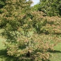 Viburnum x hillieri 'Winton'