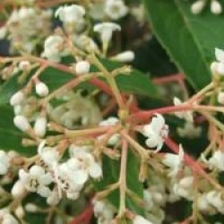 Viburnum x hillieri 'Winton' - Viorne hillieri Winton
