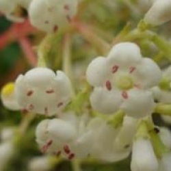Viburnum x hillieri 'Winton'