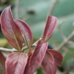 Viburnum x hillieri 'Winton'